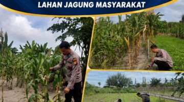 Dukung Ketahanan Pangan, Polisi Amati Kondisi Daun dan Lahan Jagung masyarakat